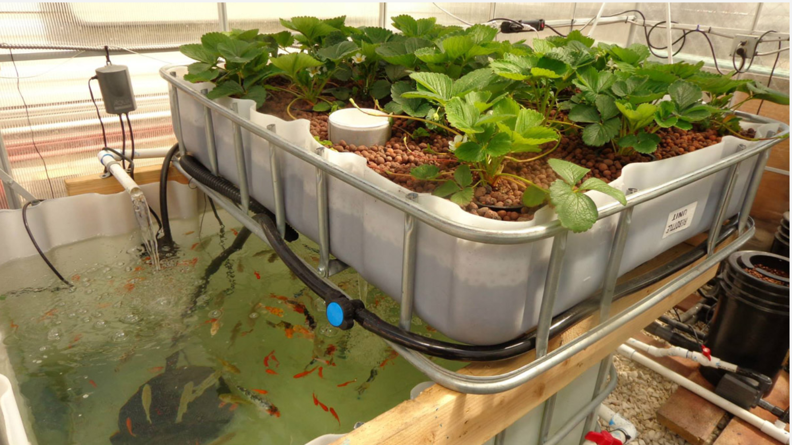 YAFAN aquaponics system with fish tanks and grow beds