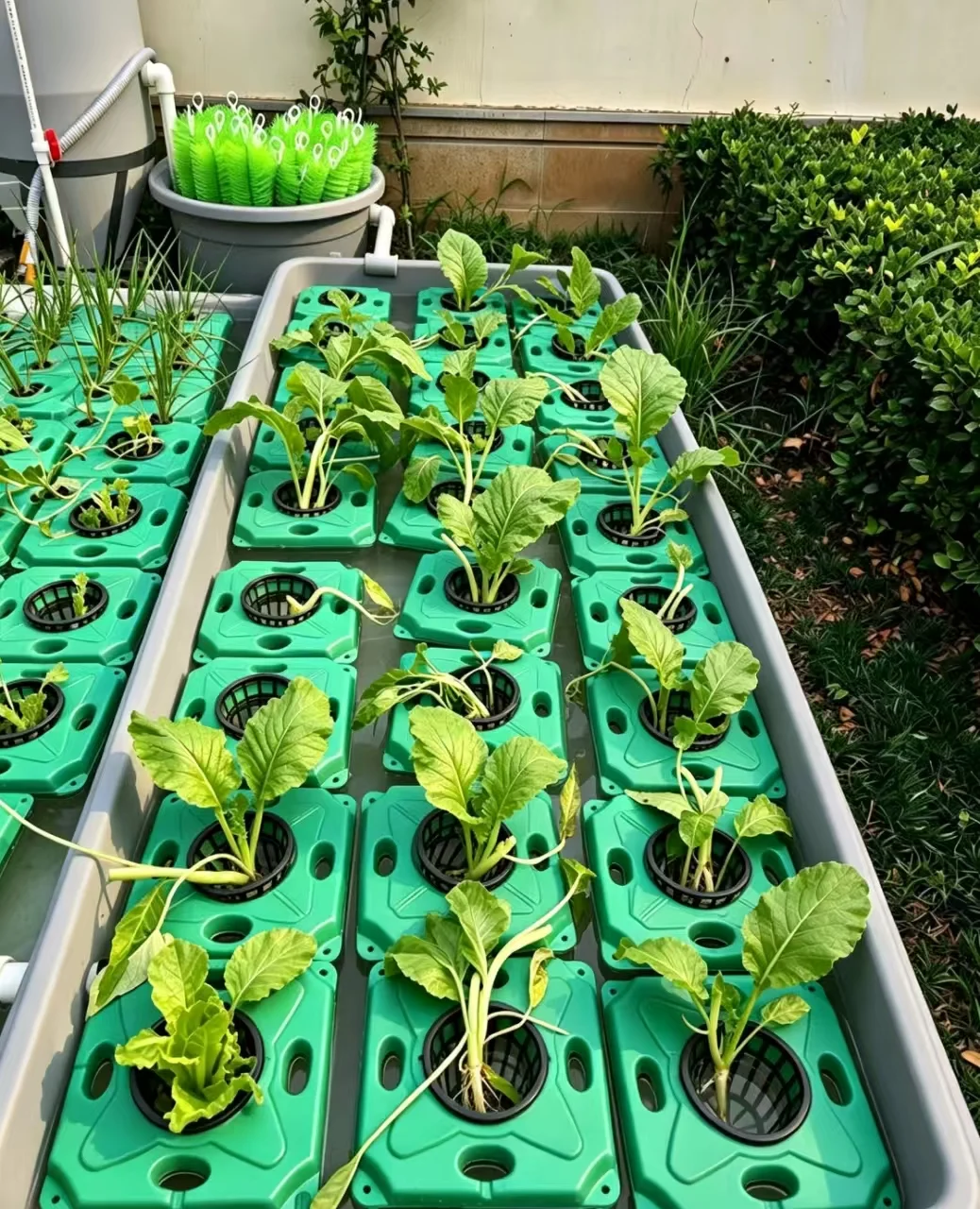 Backyard aquaponics system with floating grow modules, leafy vegetables and water circulation equipment installed in a private garden