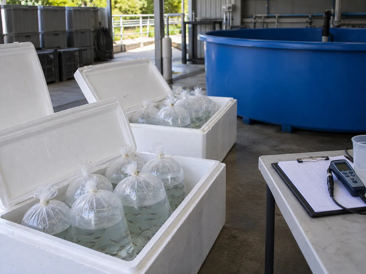 Sealed oxygenated fish transport bags inspected beside an opaque receiving tank.