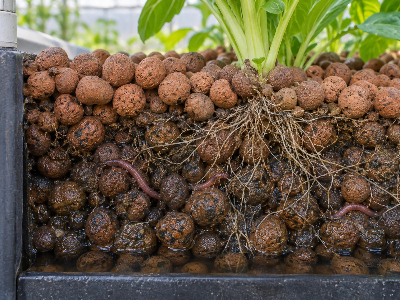 Red composting worms among moist expanded-clay media in an aquaponics grow bed.