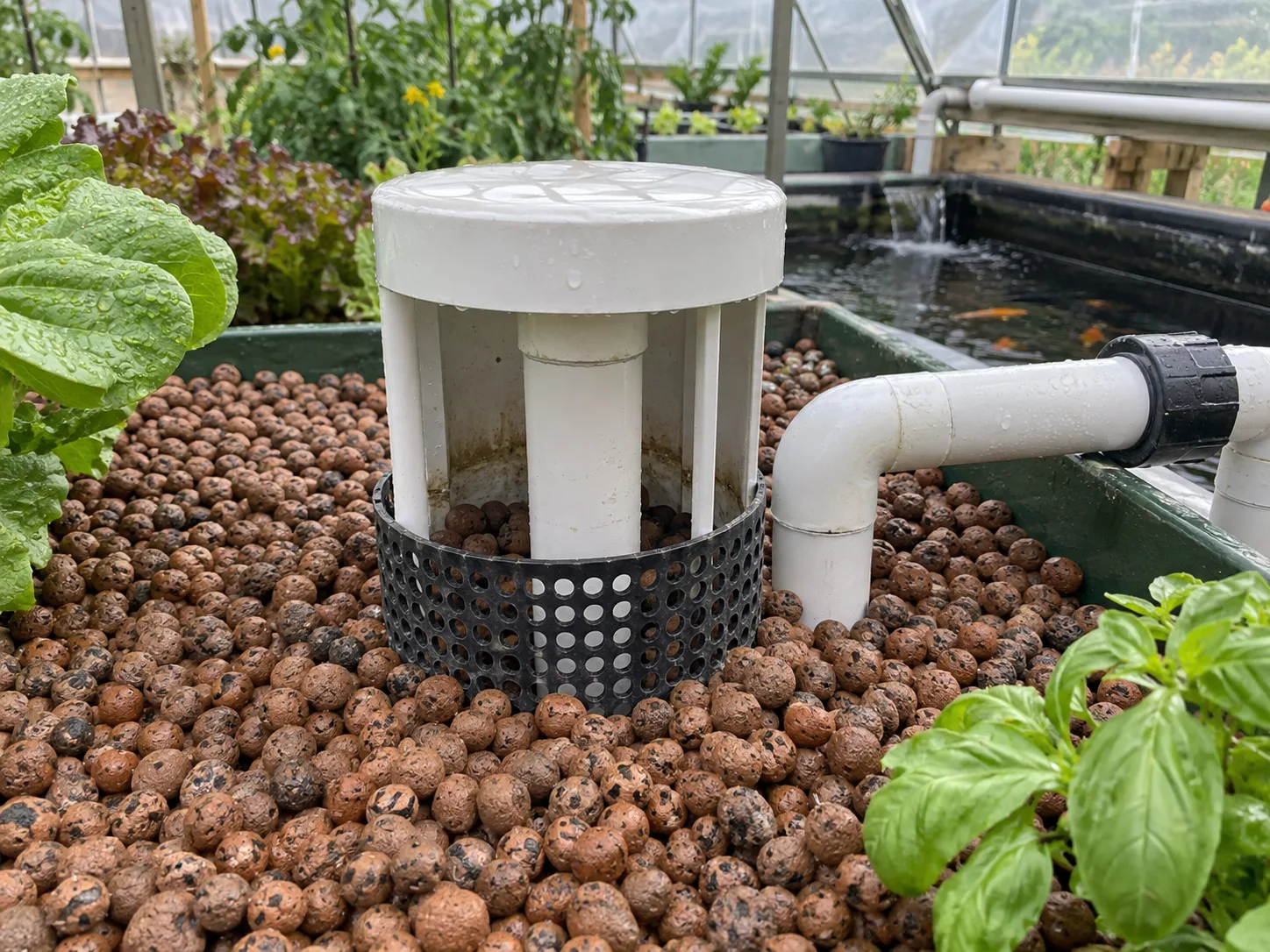 Bell siphon standpipe, bell cover and media guard installed in an expanded-clay aquaponics grow bed.