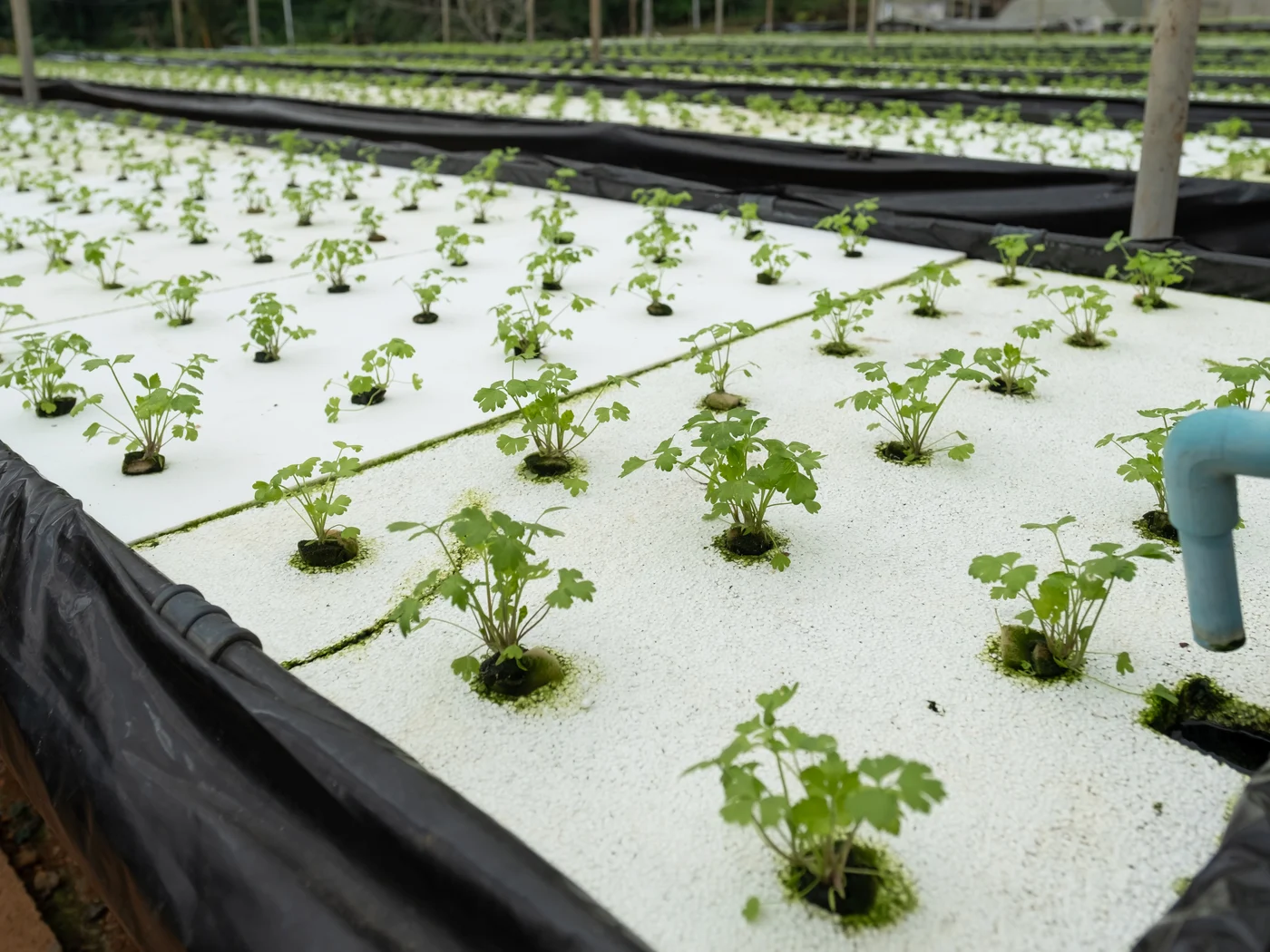 Young celery plants growing in a raft bed at a commercial hydroponic greenhouse