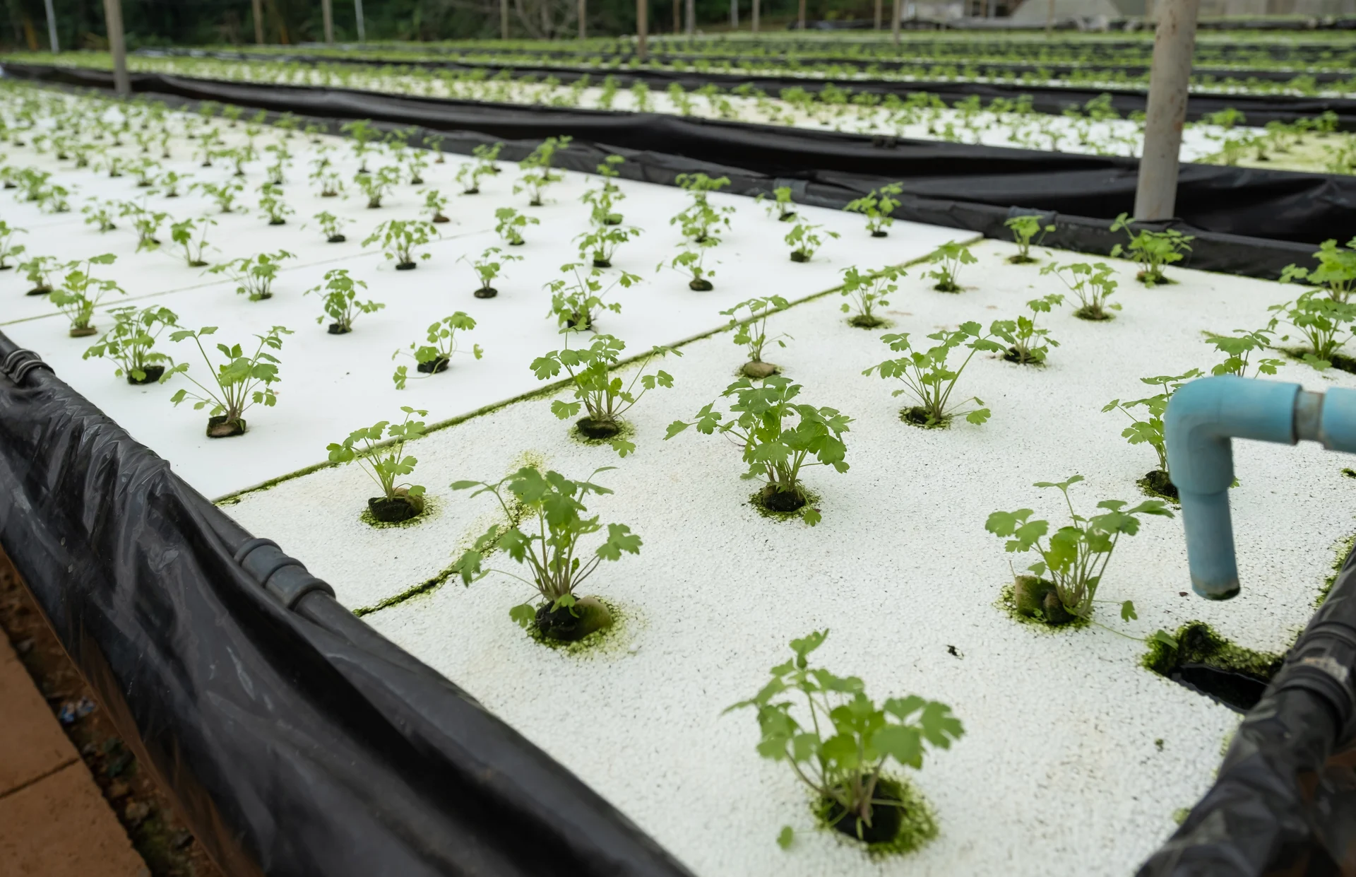 Young celery plants growing in a commercial aquaponics raft-bed greenhouse