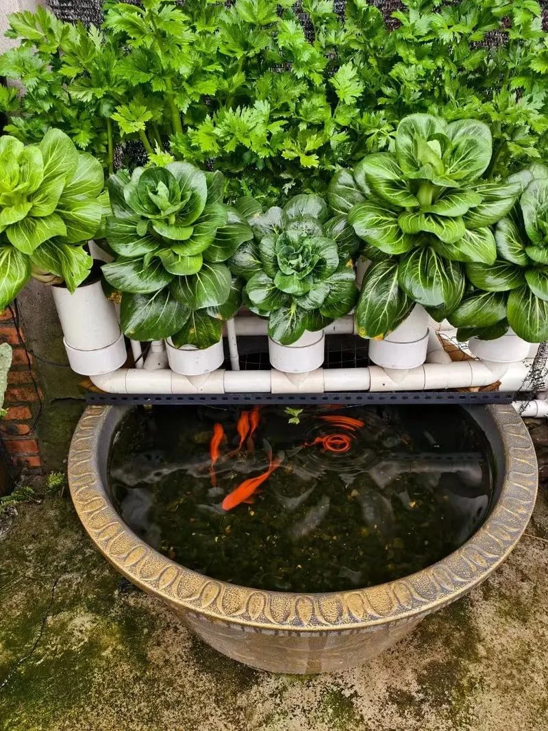 Community aquaponics garden with leafy vegetables growing above a decorative fish pond