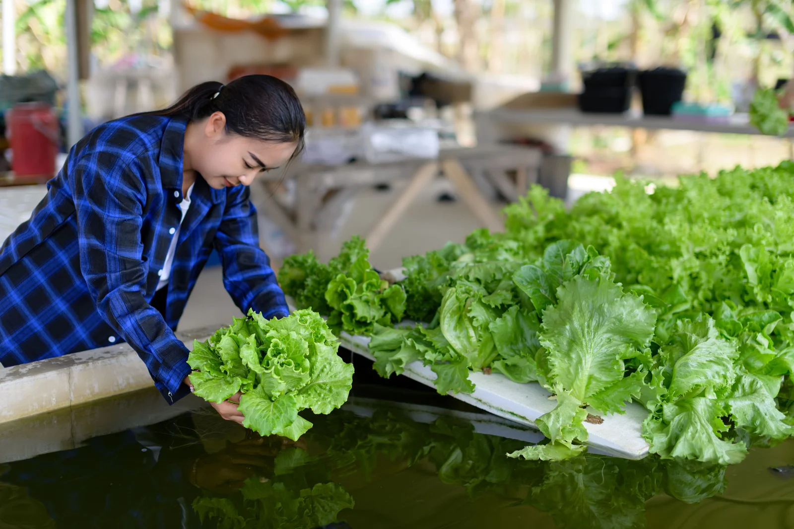 Student tending leafy greens at a community aquaponics learning garden