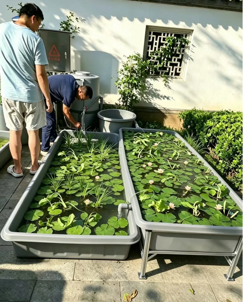 Home aquaponics system with two gray grow beds, plants, water lilies and circulation equipment installed in a private garden