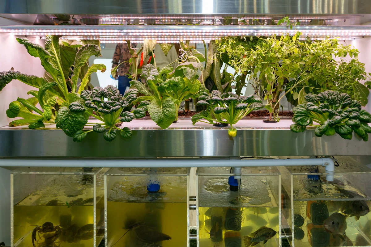 Indoor aquaponics system with leafy greens growing above clear fish tanks and visible water circulation equipment
