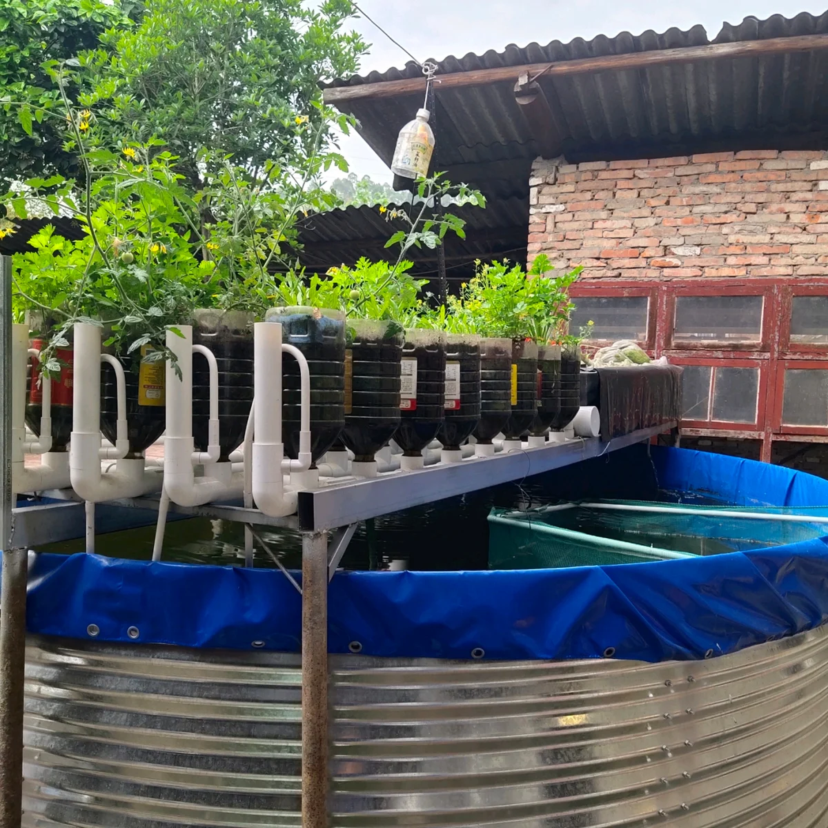 Outdoor aquaponics system with a blue-lined fish tank, bottle grow beds, leafy vegetables and white circulation pipes