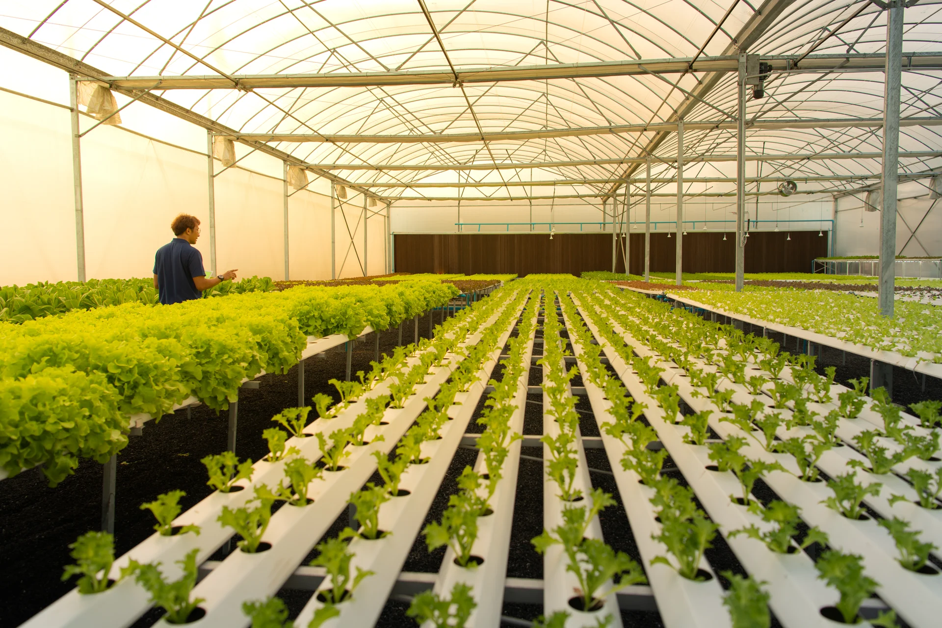 Commercial greenhouse project with leafy greens growing in organized aquaponics channels