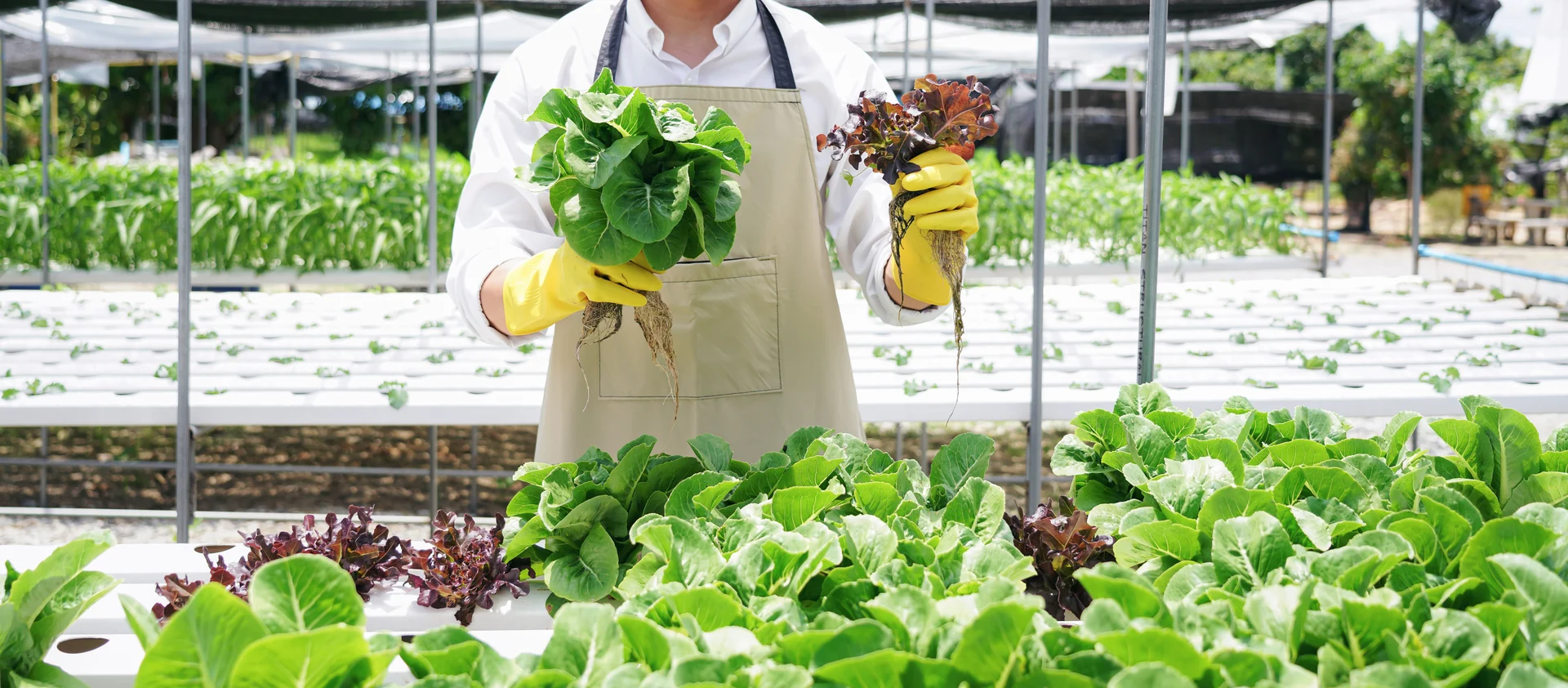 Farmer holding fresh leafy greens grown in a commercial greenhouse aquaponics project