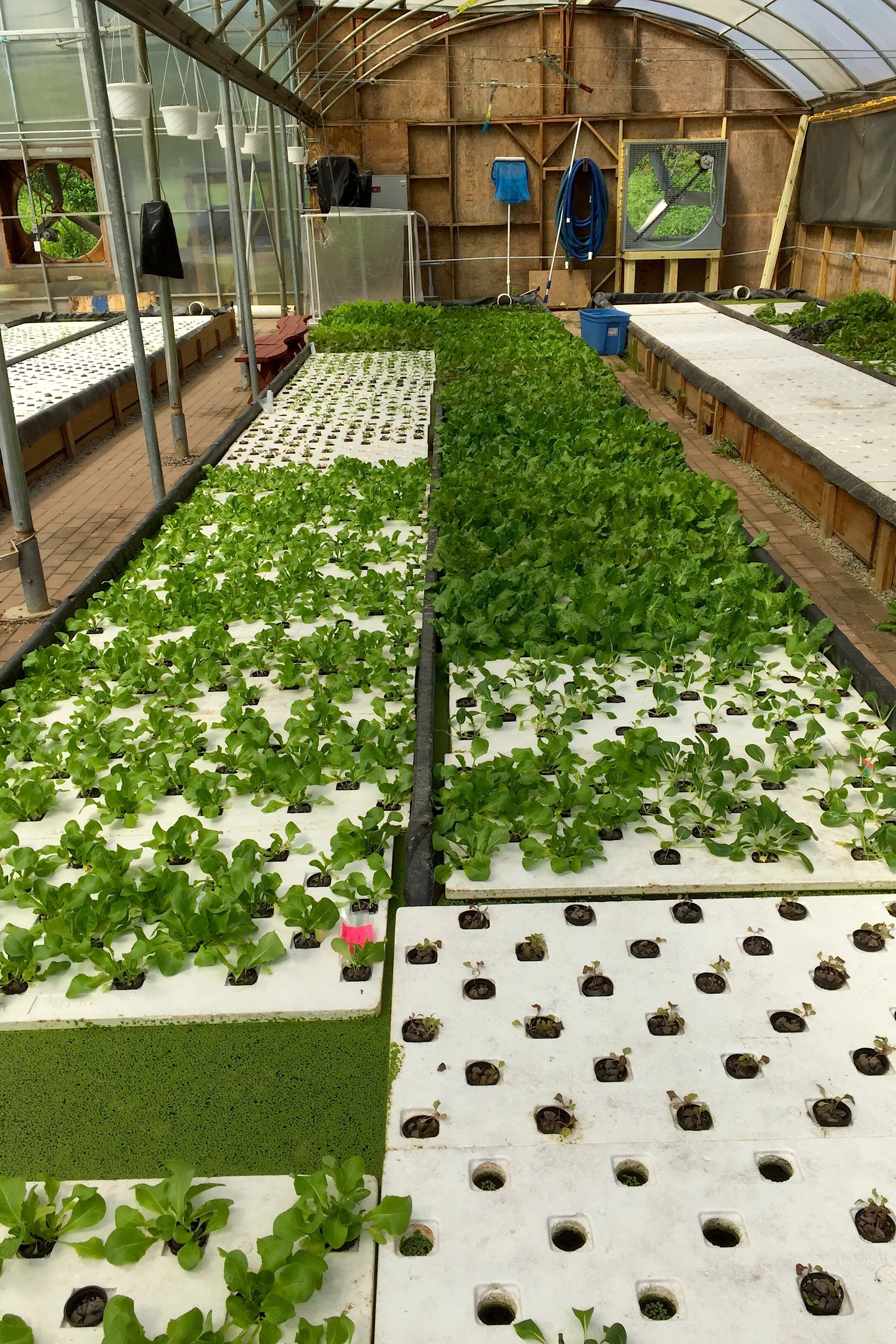 Leafy greens growing in a greenhouse aquaponics teaching and research system