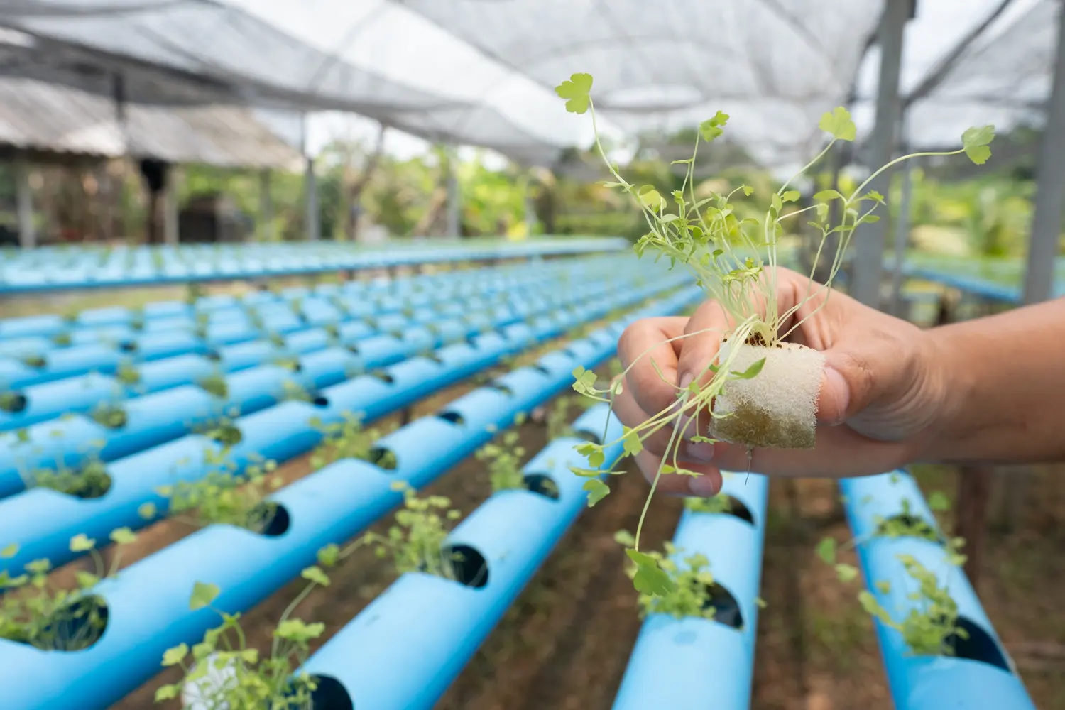 Young seedling held during a greenhouse growing-system inspection