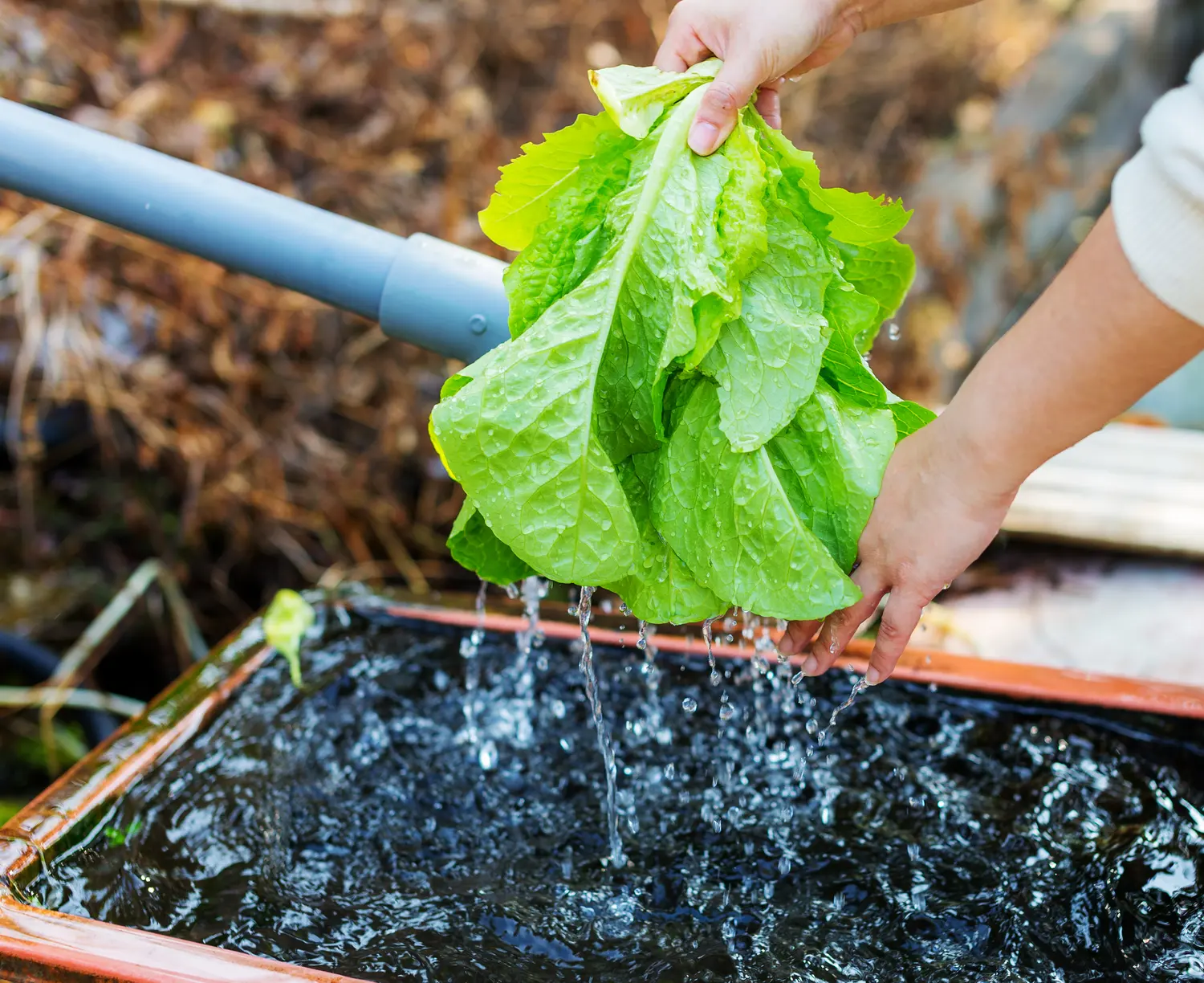 Fresh green lettuce harvested above a recirculating water system