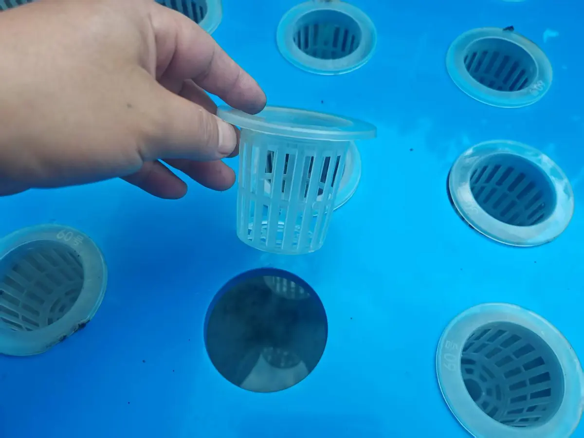 Technician positioning a net pot in a blue aquaponics grow-bed opening during product preparation