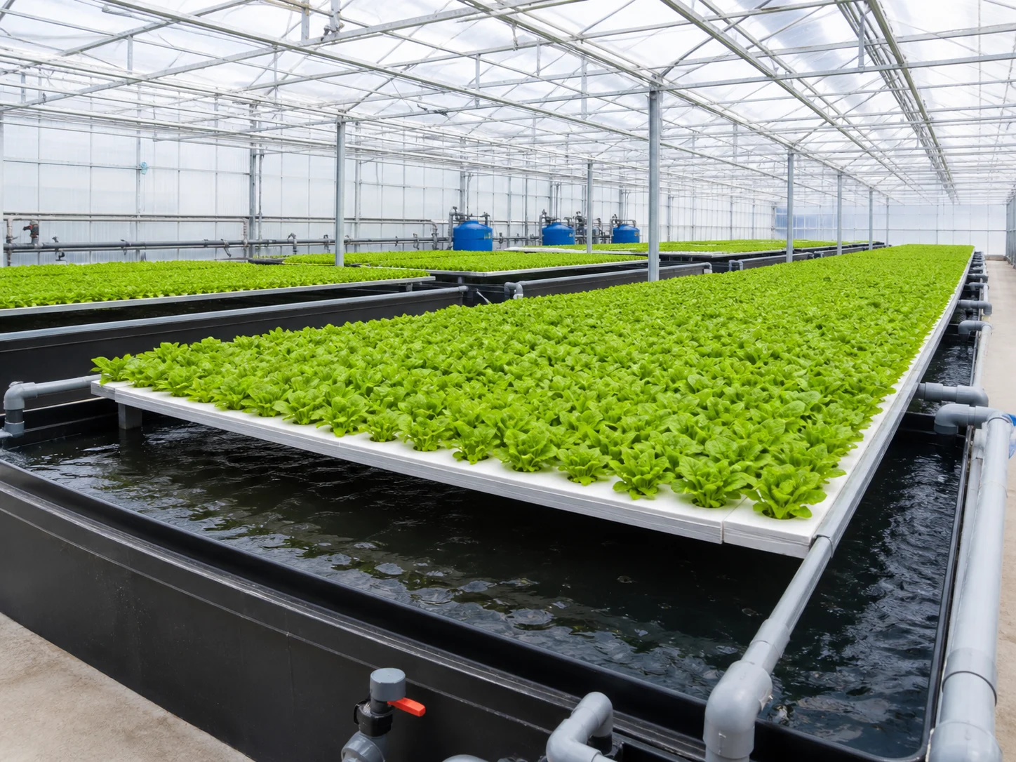 Deep water culture aquaponics raft beds with uniform leafy greens and recirculating water