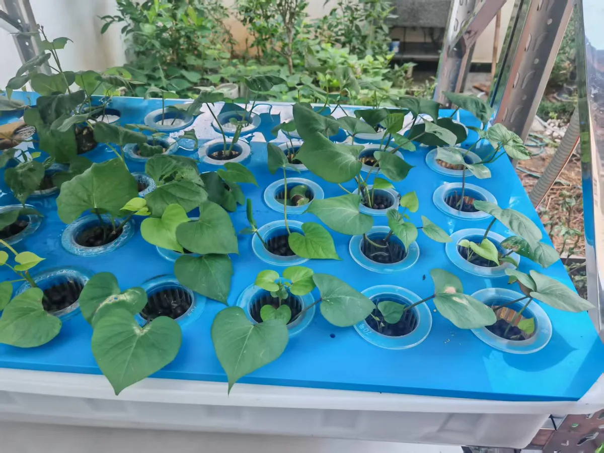 TA1500-style aquaponics grow bed with net pots and healthy plants